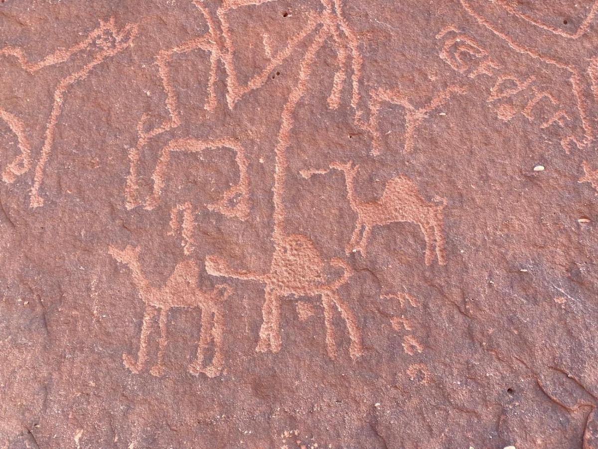 Wadirum Zeid Camp&Tours Wadi Rum Exteriör bild